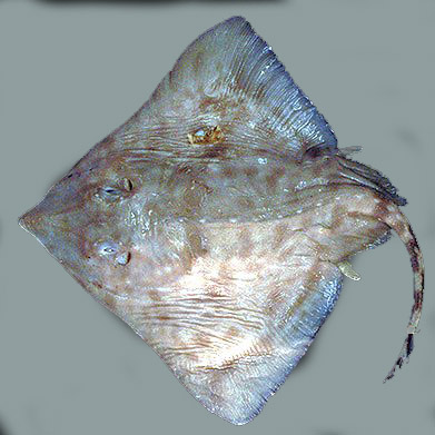 Amblyraja jenseni_04.jpg